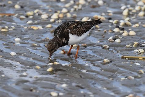 Turnstone Snipe Bird Migratory - Free photo on Pixabay - Pixabay