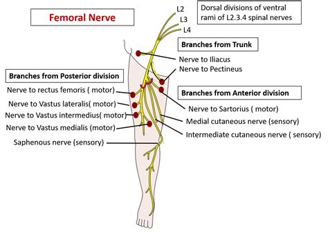 Posterior Femoral Cutaneous Nerve Nervus Cutaneus Femor | The Best Porn ...