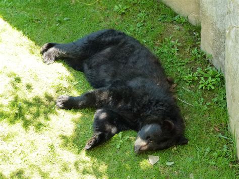 North Carolina Hikes: Grandfather Mountain Wildlife Habitats