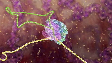 Alternative RNA Splicing in Evolution | Jon Lieff, M.D.