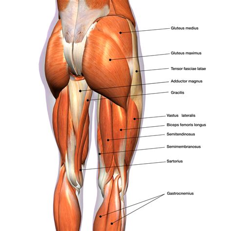 Pelvic (Hip) Biomechanics – Part 2 – The Muscles of the Hip ...