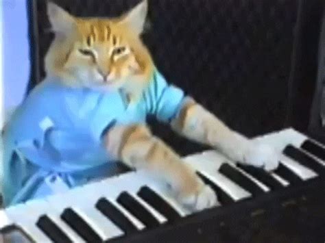 Play Piano GIF by Internet Cat Video Festival - Find & Share on GIPHY