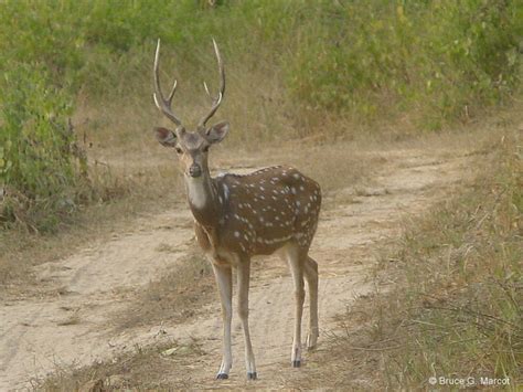 EPOW Ecology Picture of the Week - Of Spots and Antlers (Chital ...