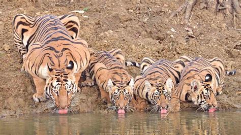 These animal family portraits will melt your heart - CGTN