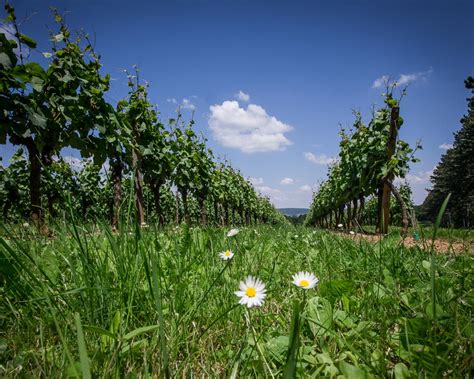 Guided tour of Côte de Beaune vineyards