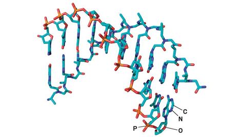 Peptide nucleic acids progress for gene editing and antisense drugs