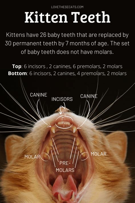 Kitten-Baby-Teeth-1 - Cat Tales