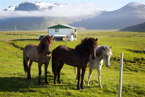 icelandic horse farm | Horse farms, Horses, Icelandic horse