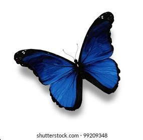 Blue Butterfly Isolated On White Stock Illustration 94832416 | Shutterstock