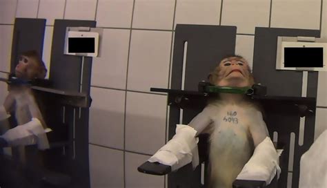 Video Reveals Horrible Conditions In A German Lab, Monkeys Screaming In ...