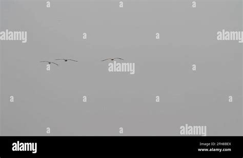 Common crane flying Stock Videos & Footage - HD and 4K Video Clips - Alamy