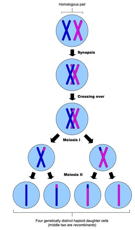 What Are the Two Distinct Divisions of Meiosis - Aaden-has-Jacobs