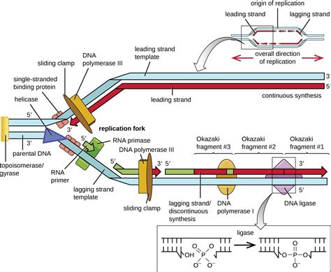 What Does Primase Do In Dna Replication