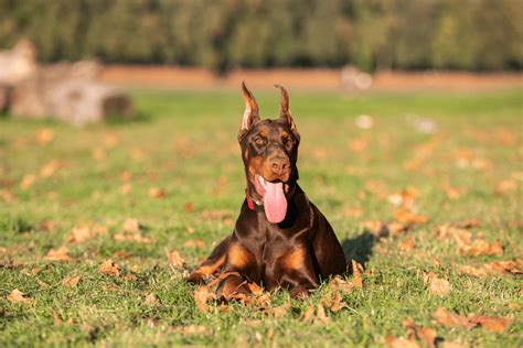 Brown Doberman Color 101: What Do They Look Like?