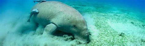 Manatee Habitat - Animal Facts and Information