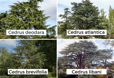 10 Different Types Of Cedar Trees With Pictures (Identification Guide)