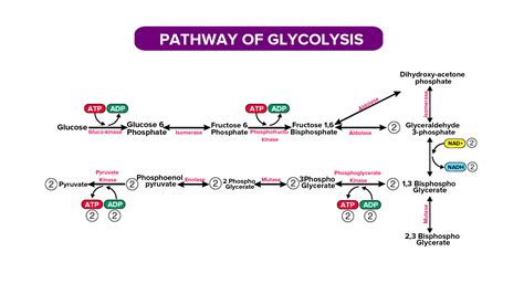 Why are 4 ATP produced in glycolysis?