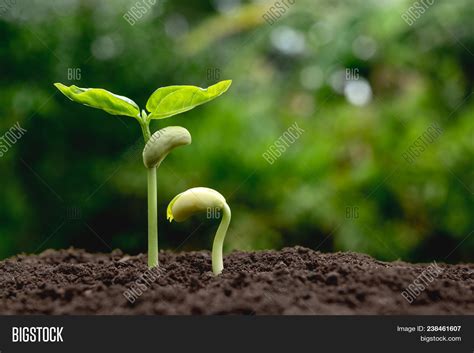 Young Plants Growing Image & Photo (Free Trial) | Bigstock