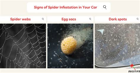 Spiders in Car: How to Get Spiders Out of Your Car Quickly? 10 EASY ...