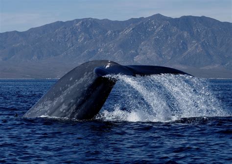 Mapping blue whale migration – Artofit