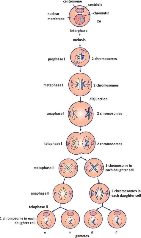 98 Best Of Are Daughter Cells Haploid After Meiosis 1 Insectza | Free ...