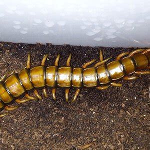 Scolopendra subspinipes fulgurans | Arachnoboards