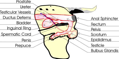 Pregnant Dog Anatomy Diagram