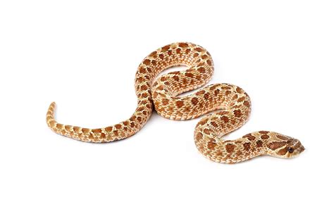 Hognose Snake Care Sheet & Guide to Ownership - HappySerpent