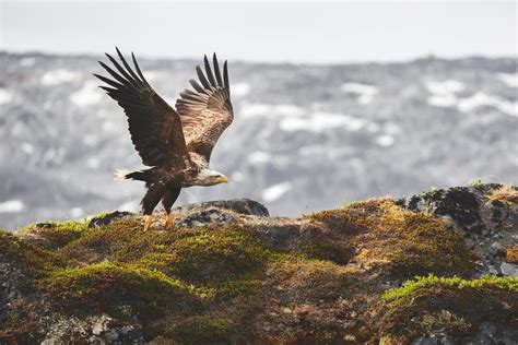 Wildlife in Greenland | Visit Greenland