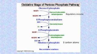 HEXOSE MONOPHOSPHATE SHUNT | PPT