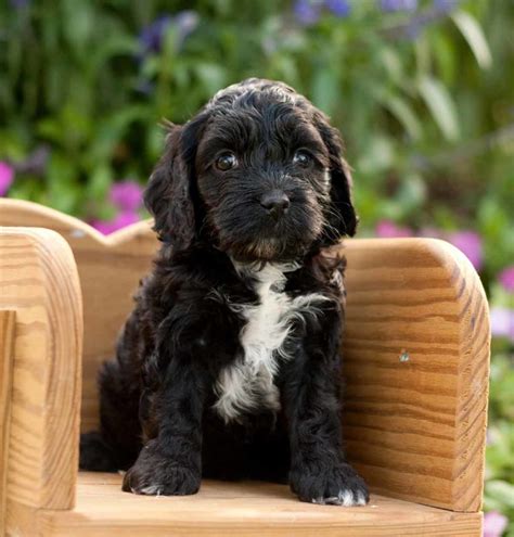 Cockapoo Temperament - What To Expect From A Cockapoo Personality