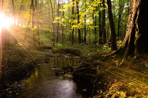 forest, Landscape, Tree, Sunlight, Sunshine, Beautiful, Water ...