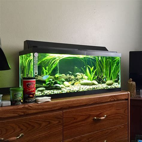 Famous Fish Tank Ideas 20 Gallon References