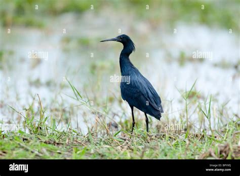 Black egret (Egretta ardesiaca), Liwonde National Park, Malawi Stock ...