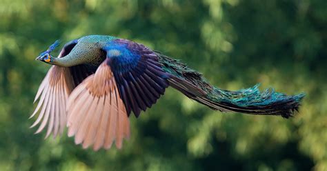 How Peacocks Look In Mid-Flight (9 Pics) | Bored Panda