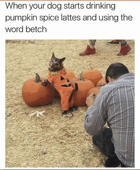 Here Are Some Pumpkin Spice Memes Now That Summer Is Over - The Dream ...