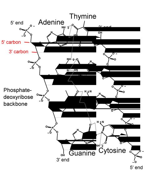 DNA Sequence Structure