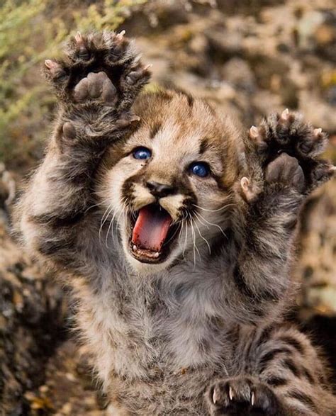 Put your paws up in the air! - Animals | Wild animals photos, Animals ...