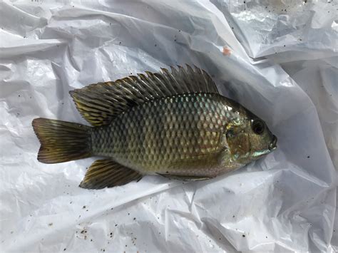 Species #109 — Blue Tilapia – CaughtOvgard