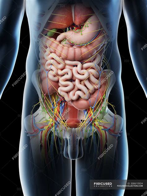 The Four Quadrants Of Abdominal Organs Humananatomybodycom