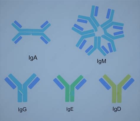 Immunoglobulin Structure and Function Now Made Elaborate | The Immune ...