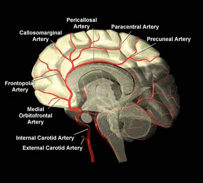 Blood Vessels of the Brain | Internet Stroke Center