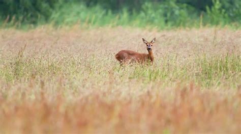 Planting Winter Food Plots for Deer Hunting: A Comprehensive Guide