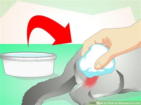 How to Treat an Abscess on a Cat: 11 Steps (with Pictures)