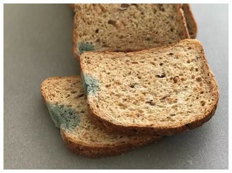 What happens when you eat moldy bread | The Times of India