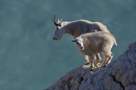 mountain goat | Christopher Martin Photography