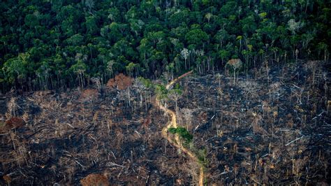 This Is What It Will Take to End Deforestation by 2030 | WIRED UK