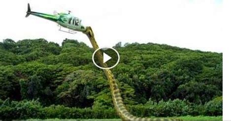 SHOCKING VIDEO: OMG Watch How Anaconda Snake Attack US Presidential ...