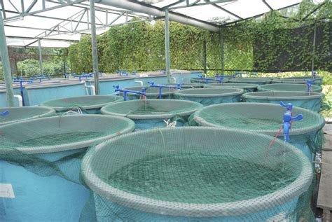 Aquaponic Fish Farmer | Backyard aquaponics, Aquaponics system, Aquaponics