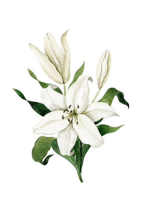 White Lilies Watercolor Collection (796934) | Lilies drawing, Lily ...